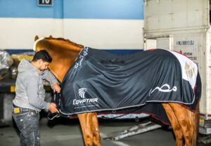 مشاركة مصر في البطولة الدولية للفروسية بفرسان وخيول مصرية