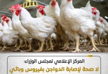 المركز الإعلامي لمجلس الوزراء.. ينفي وجود لأي فيروس في الدواجن يمنع تناولها أو التعامل معها