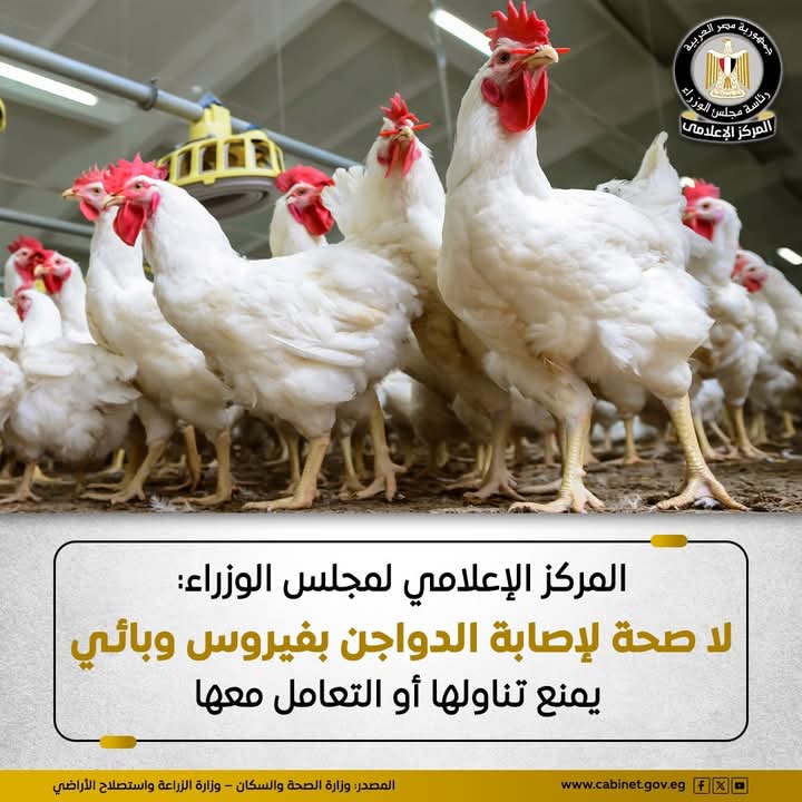 المركز الإعلامي لمجلس الوزراء.. ينفي وجود لأي فيروس في الدواجن يمنع تناولها أو التعامل معها