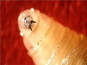 انتشار ذبابة آكلة اللحوم في أمريكا.. من أين جاءت؟